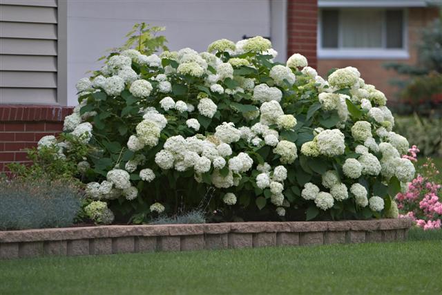 Hydrangea - Annabelle | Little Pink Houses Produce Athens, AL