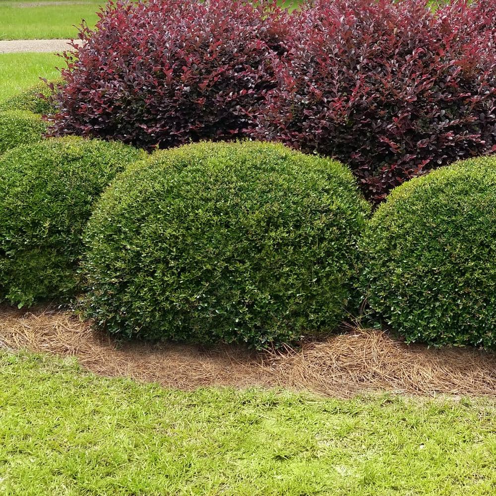 Holly - Dwarf Yaupon | Little Pink Houses Produce Athens, AL