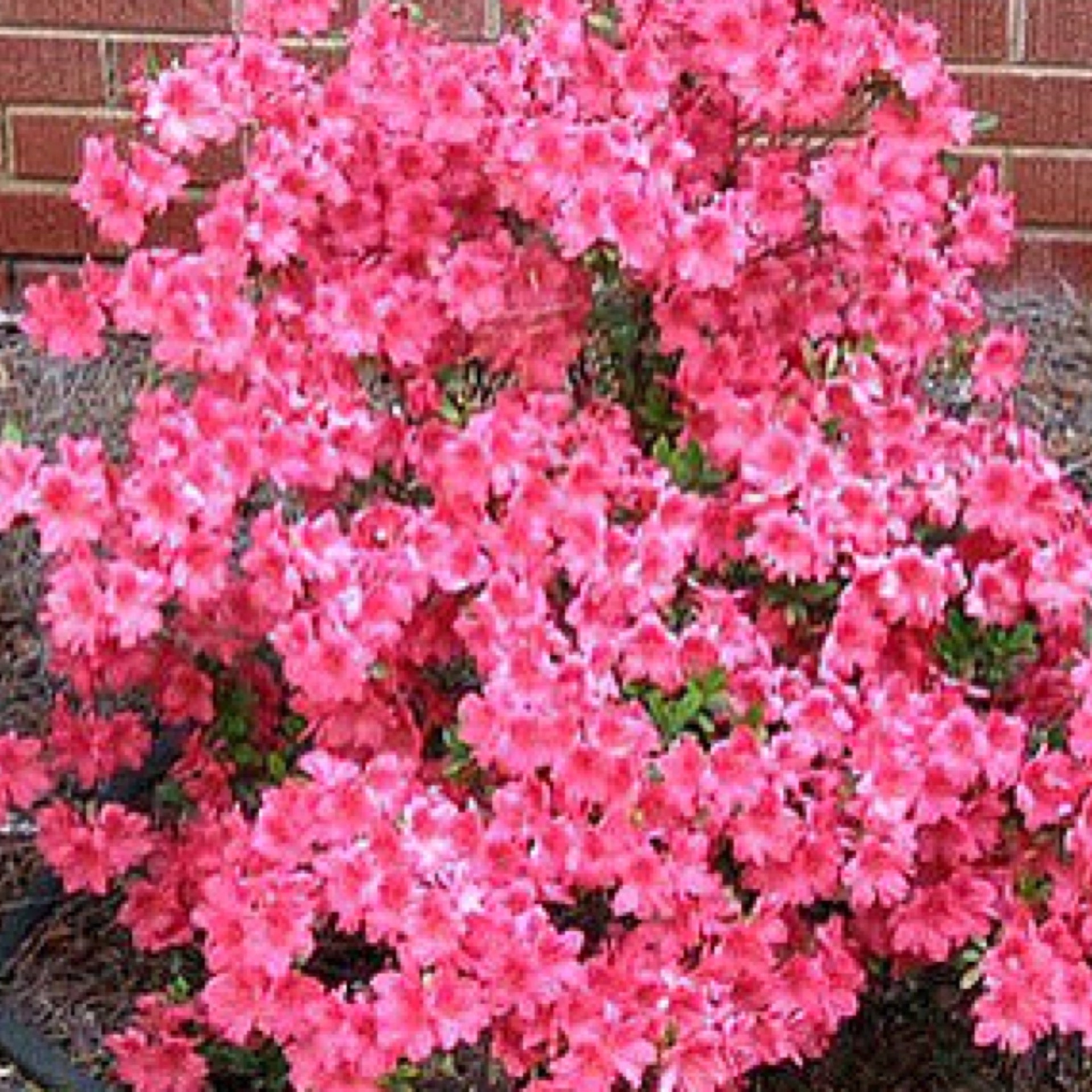 Formosa azalea discount